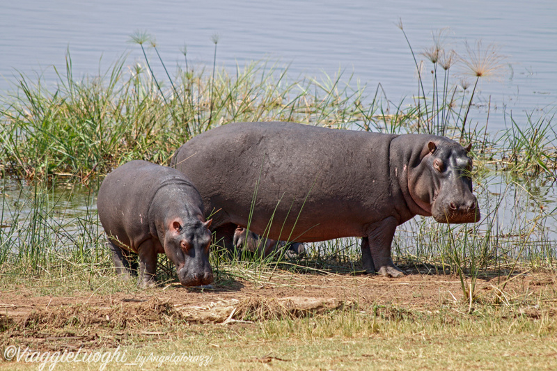 Ruanda Akagera 28