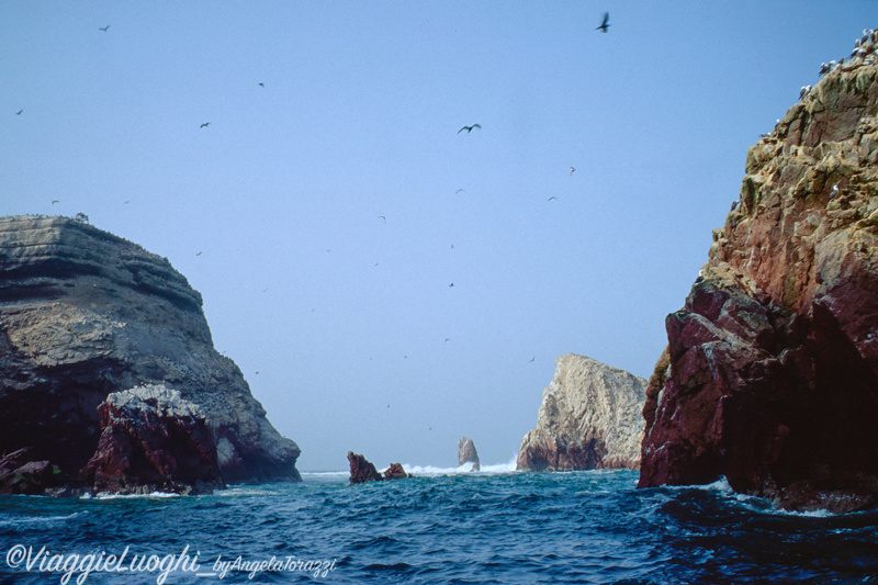 Peru’ Ballestas(1b)