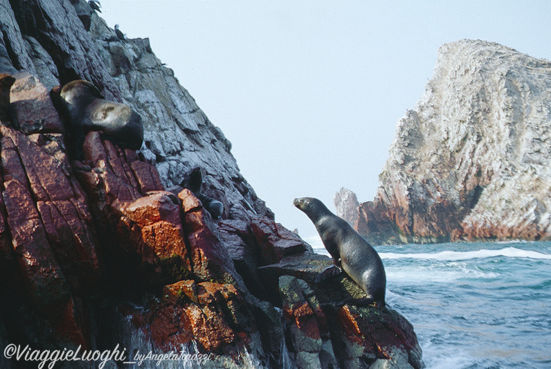 Peru’ Ballestas(23d)