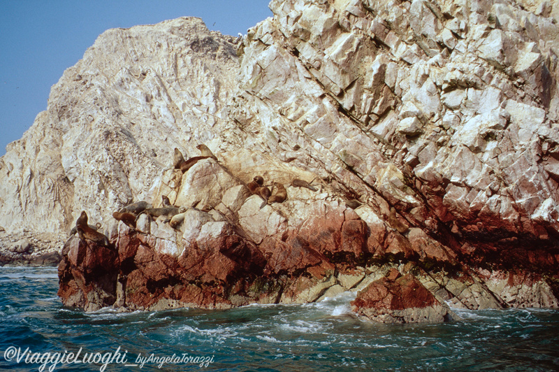 Peru’ Ballestas(25)