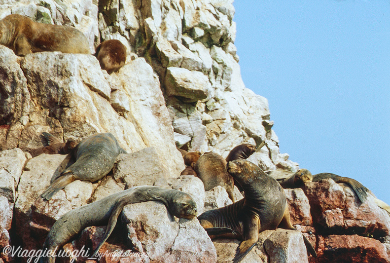 Peru’ Ballestas(29d)