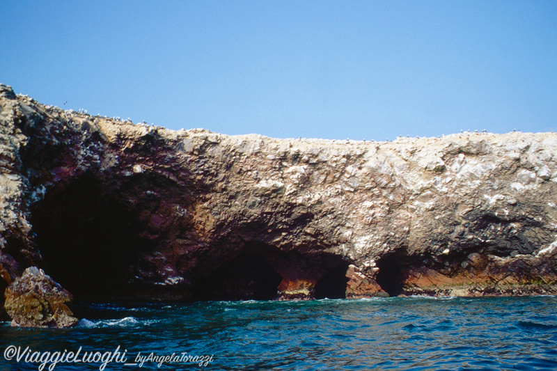 Peru’ Ballestas(4)