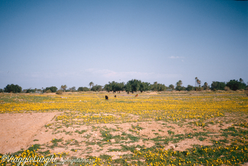 Tunisia Jan 88 093