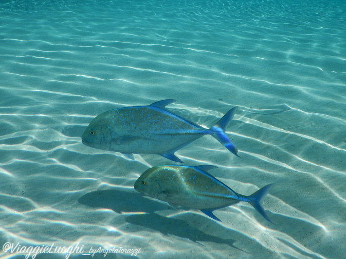 6 Polinesia Moorea Agosto 2017 sub-932