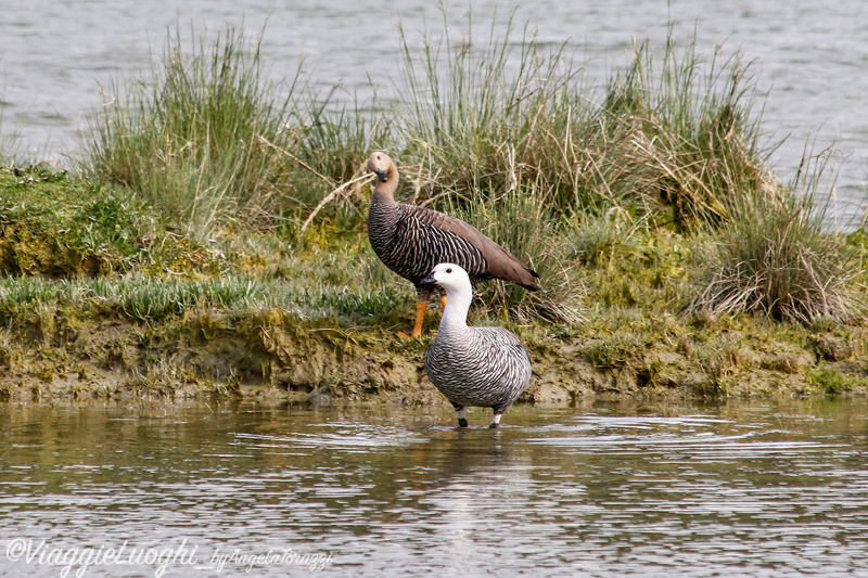 Patagonia Dec 2019 -176 Lapataia