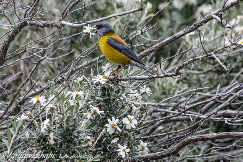 Patagonia Dec 2019 -282 Lapataia