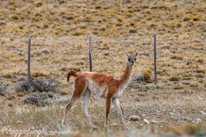 Patagonia Dec 2019 -3004