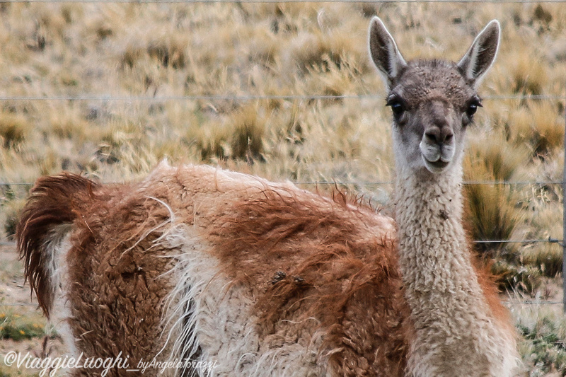 Patagonia Dec 2019 -3007b