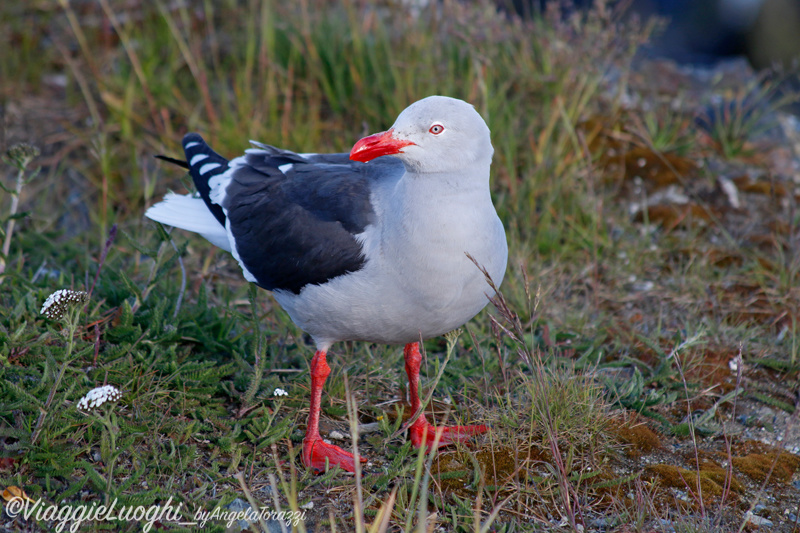 Patagonia Dec 2019 -519Ushuaia