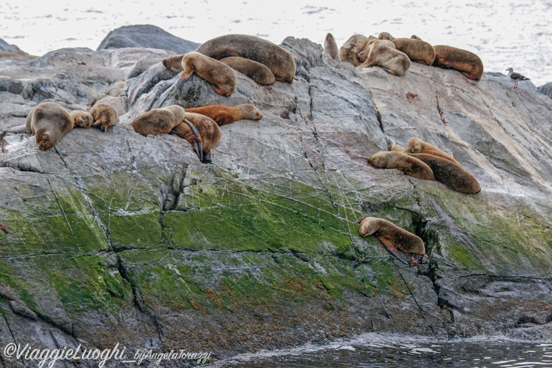 Patagonia Dec 2019 -616 Canale Beagle