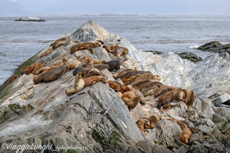 Patagonia Dec 2019 -670 Canale Beagle