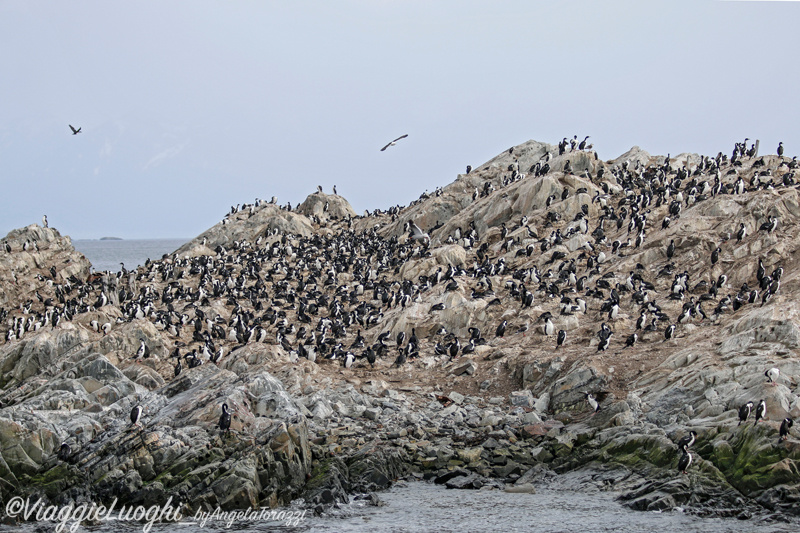 Patagonia Dec 2019 -711 Canale Beagle