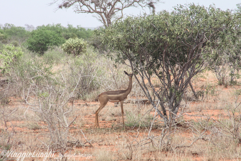 Kenya _0326 Galdessa Tsavo Est