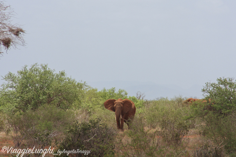 Kenya _0329 Galdessa Tsavo Est