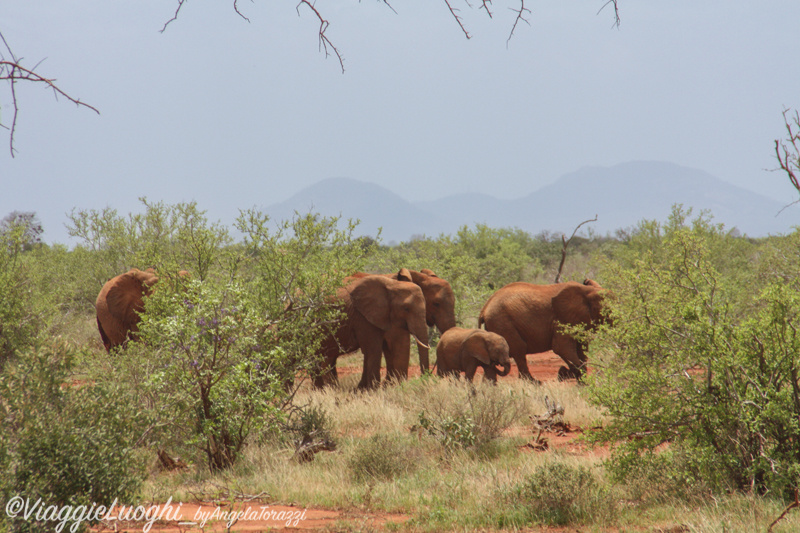 Kenya _0338 Galdessa Tsavo Est