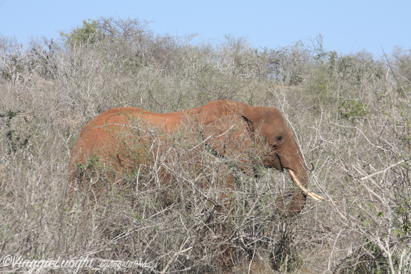 Kenya _490x(0388) Galdessa Tsavo Est