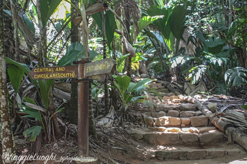 SEYCHELLES INSP. MAR 13 326 Vallè de Mai