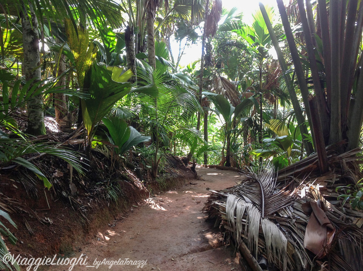 SEYCHELLES NOV 2013 135 Vallè de Mai