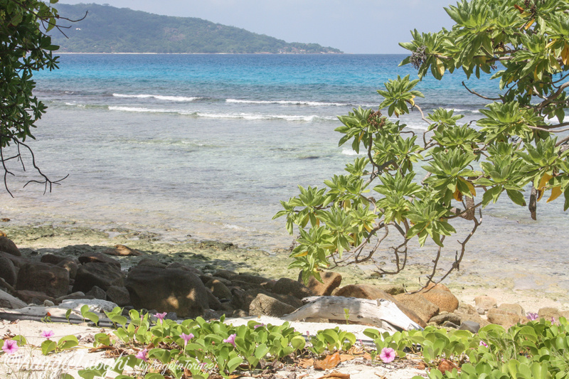 Seychelles Mar 13 578 Felicité Isl.