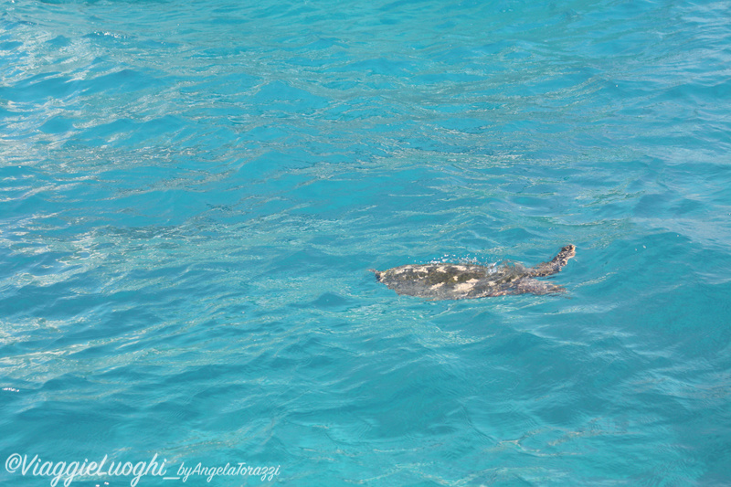 Seychelles Mar 13 591 Sister Isl.