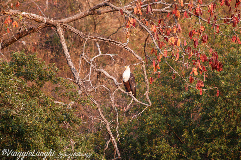 Namibia Caprivi aug ’21 3667b