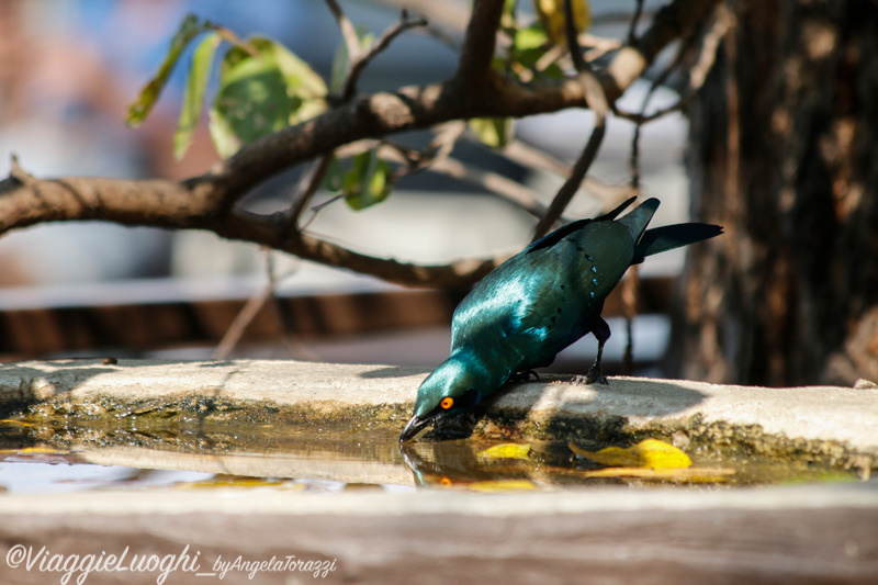 Namibia Caprivi aug ’21 3826