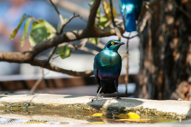 Namibia Caprivi aug ’21 3827