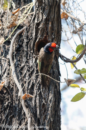 Namibia Caprivi aug ’21 3836