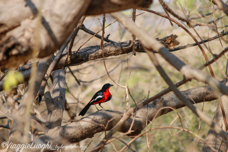 Namibia Caprivi aug ’21 3861