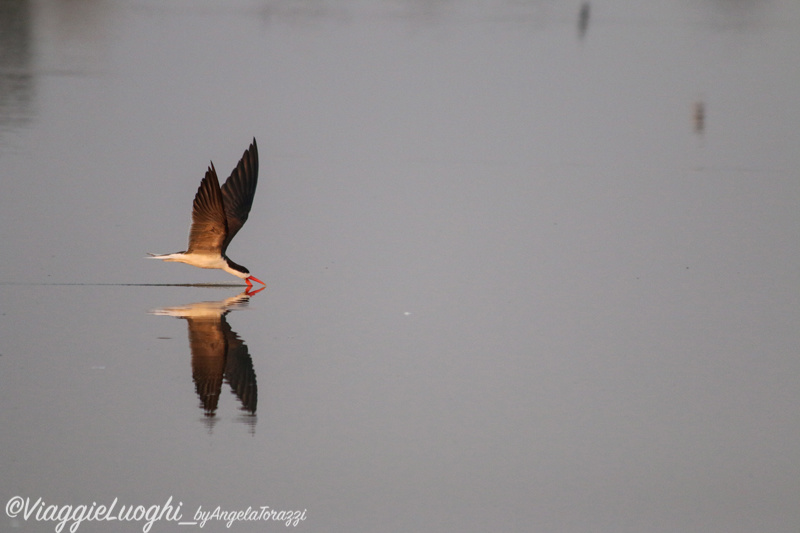 Namibia Caprivi aug ’21 3931