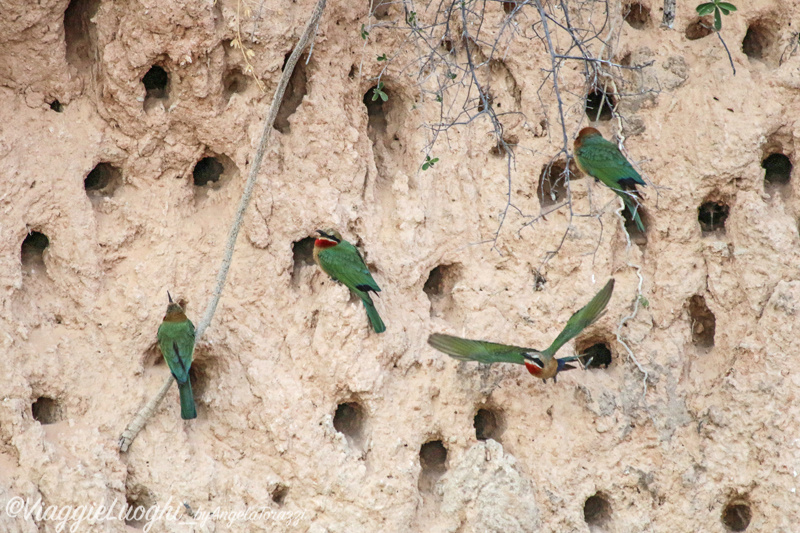 Namibia Caprivi aug ’21 3977