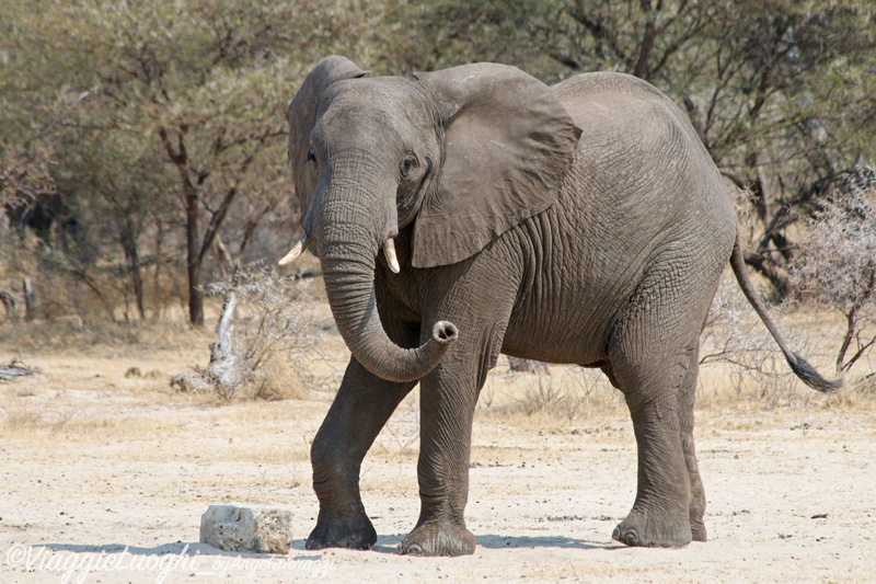 Namibia Caprivi aug ’21 4085