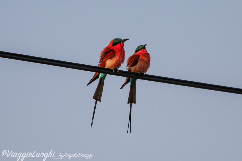 Namibia Caprivi aug ’21 4255