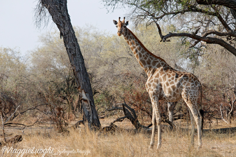 Namibia Caprivi aug ’21 4380