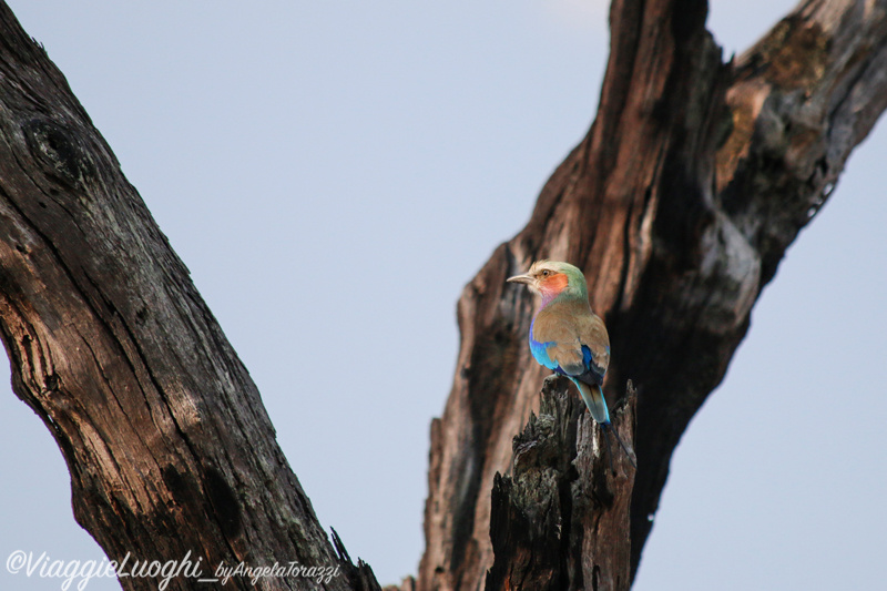 Namibia Caprivi aug ’21 4388