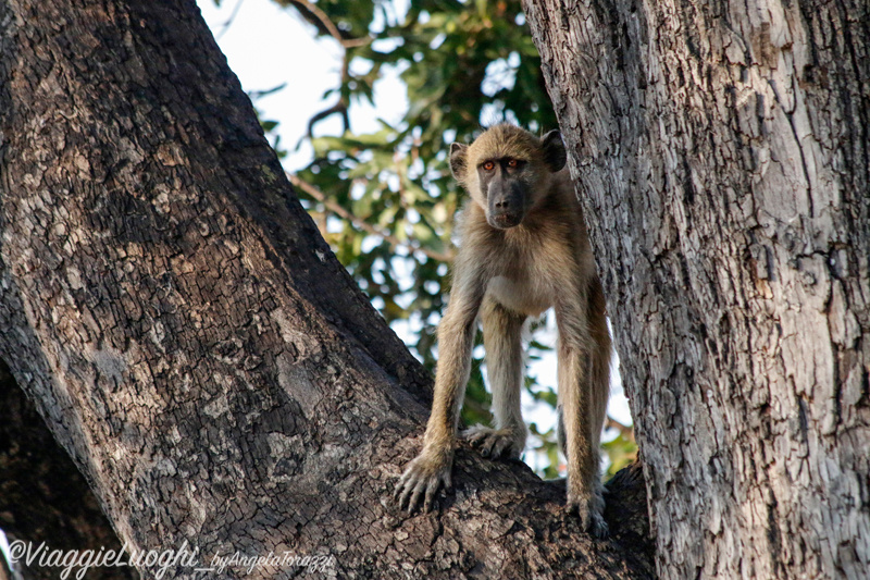 Namibia Caprivi aug ’21 4416