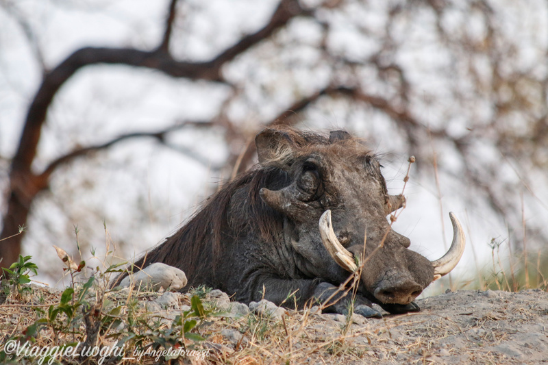 Namibia Caprivi aug ’21 4475