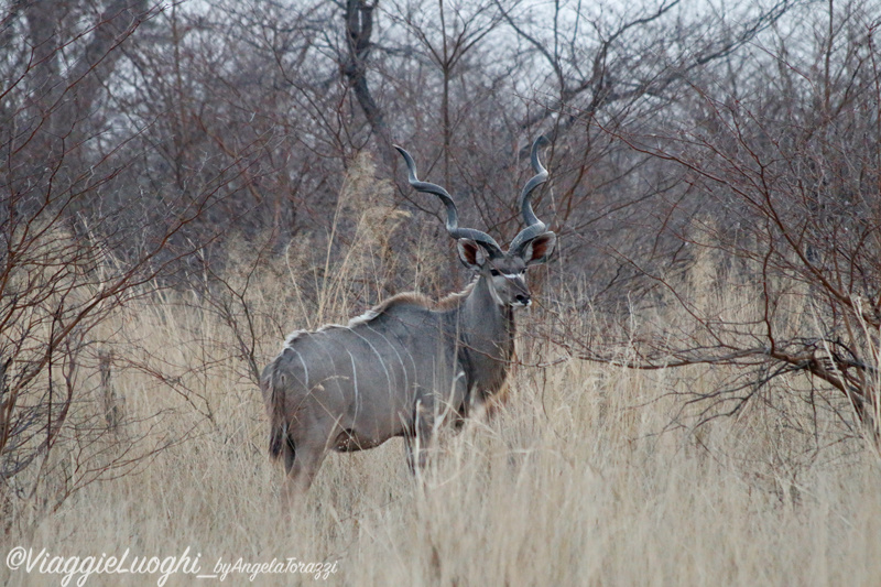 Namibia Caprivi aug ’21 4499