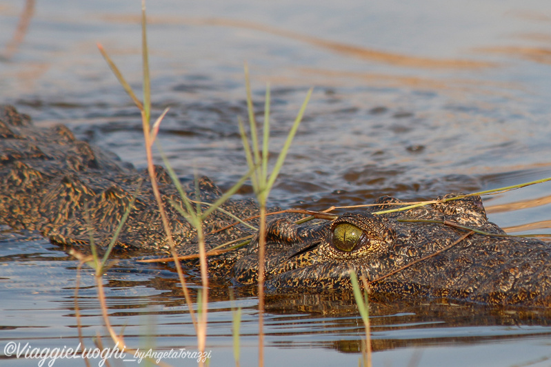 Namibia Caprivi aug ’21 4551b