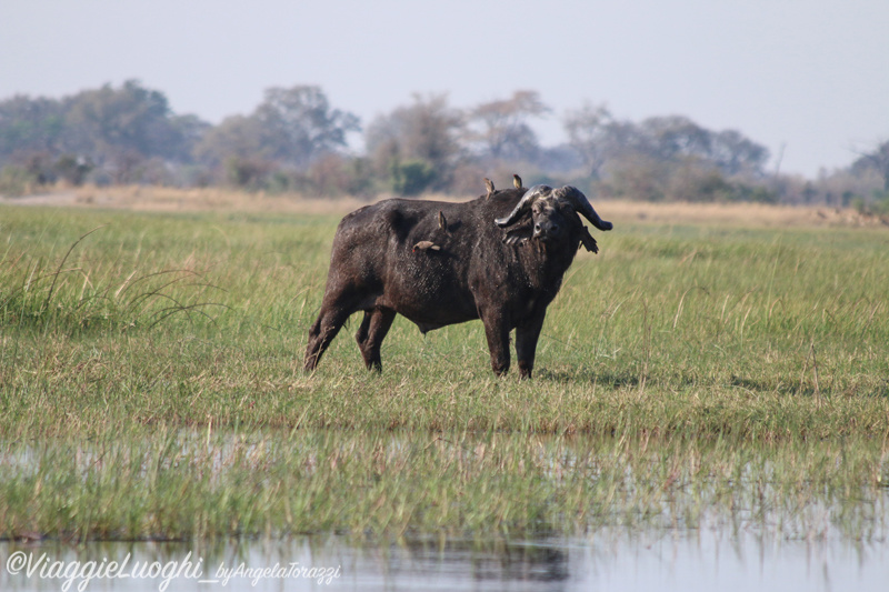 Namibia Caprivi aug ’21 4574