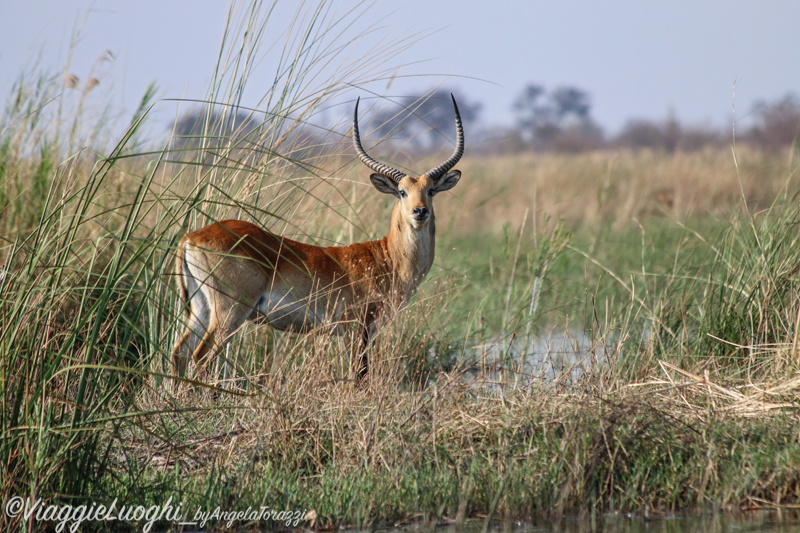 Namibia Caprivi aug ’21 4624