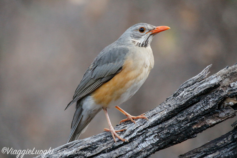 Namibia Caprivi aug ’21 4768