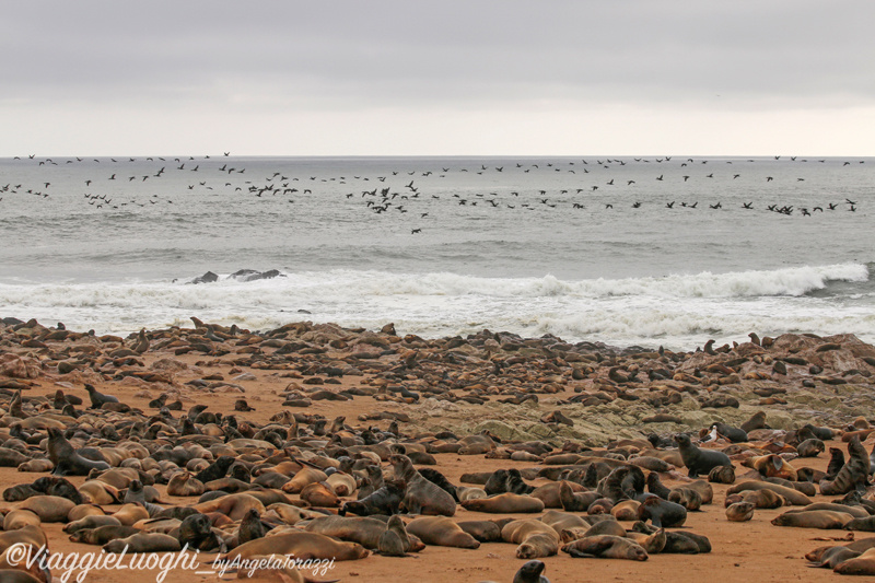 Namibia aug ’21 2186Cape Cross