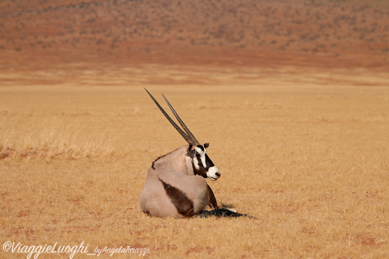 Namibia aug ’21 288x(278)Wolwedans