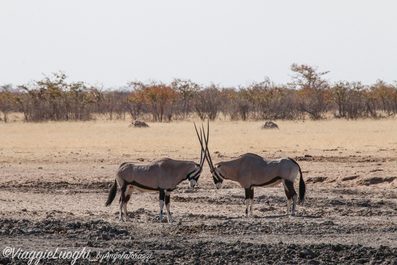 Namibia aug ’21 2999 Etosha