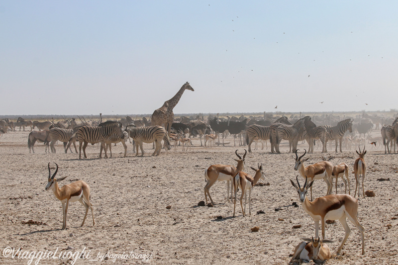 Namibia aug ’21 3149 Etosha