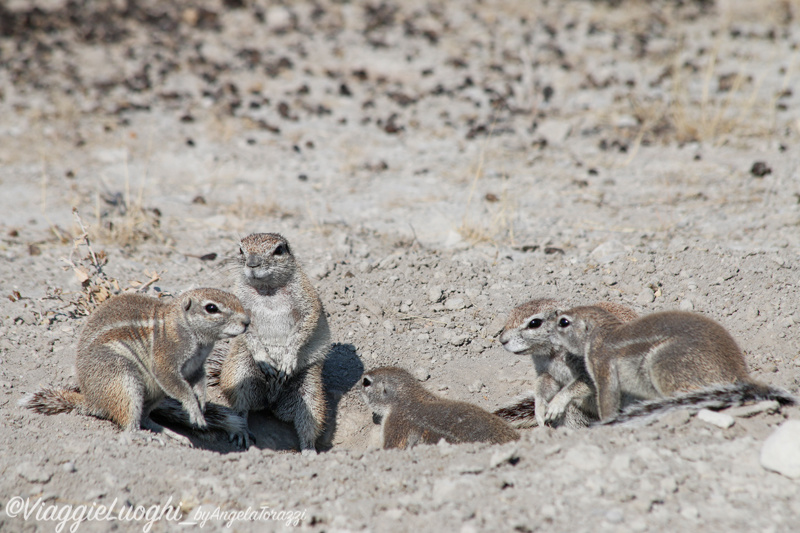 Namibia aug ’21 3258 Etosha