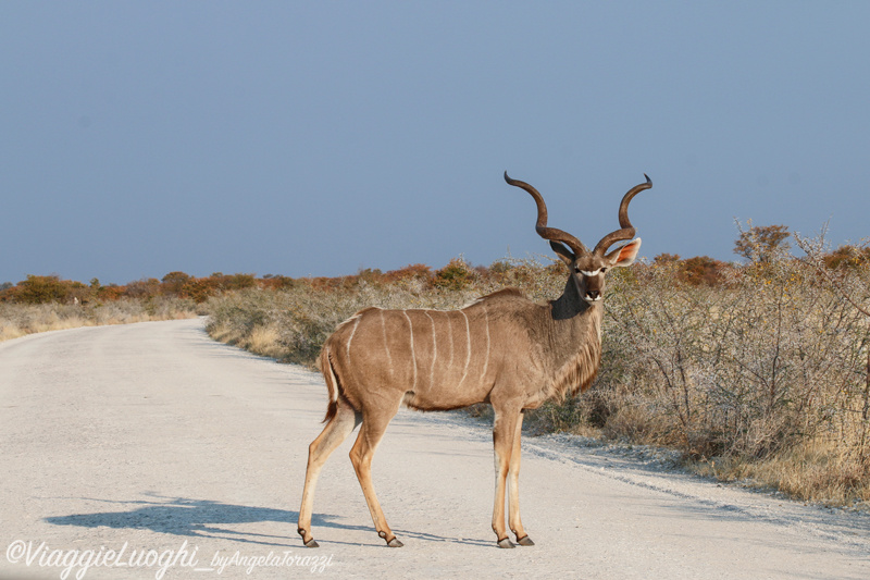 Namibia aug ’21 3429 Etosha