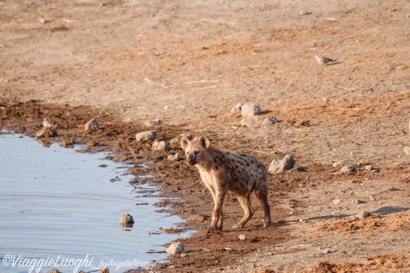 Namibia aug ’21 3469 Etosha