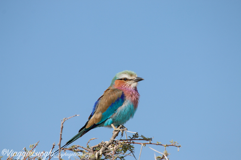 Namibia aug ’21 3538 Etosha